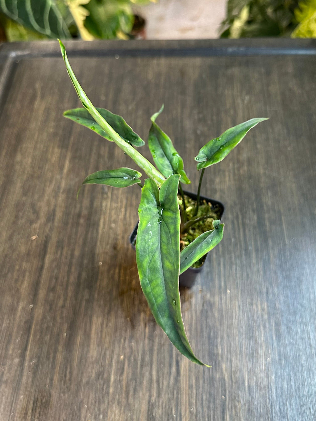 Syngonium Lance Leaf