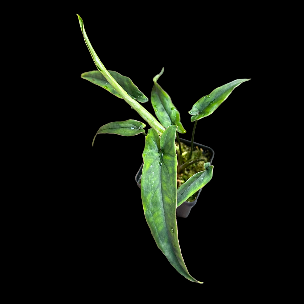 Syngonium Lance Leaf