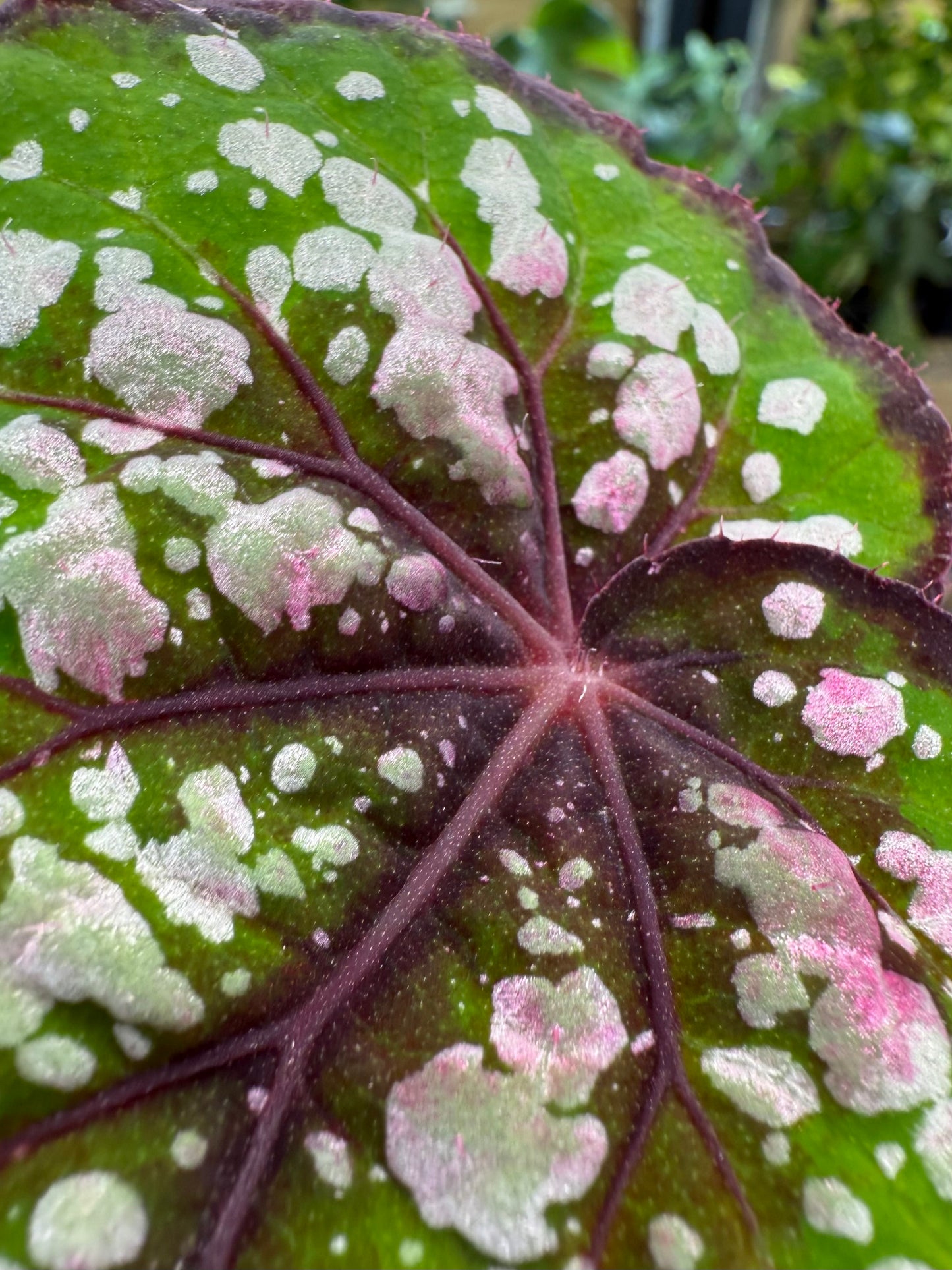 Begonia Bostella