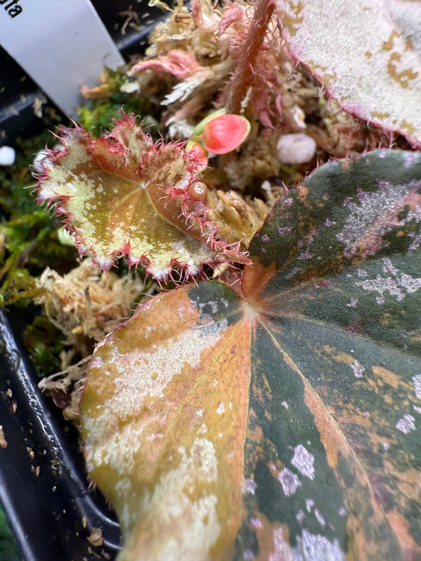 Begonia nigritarum variegated