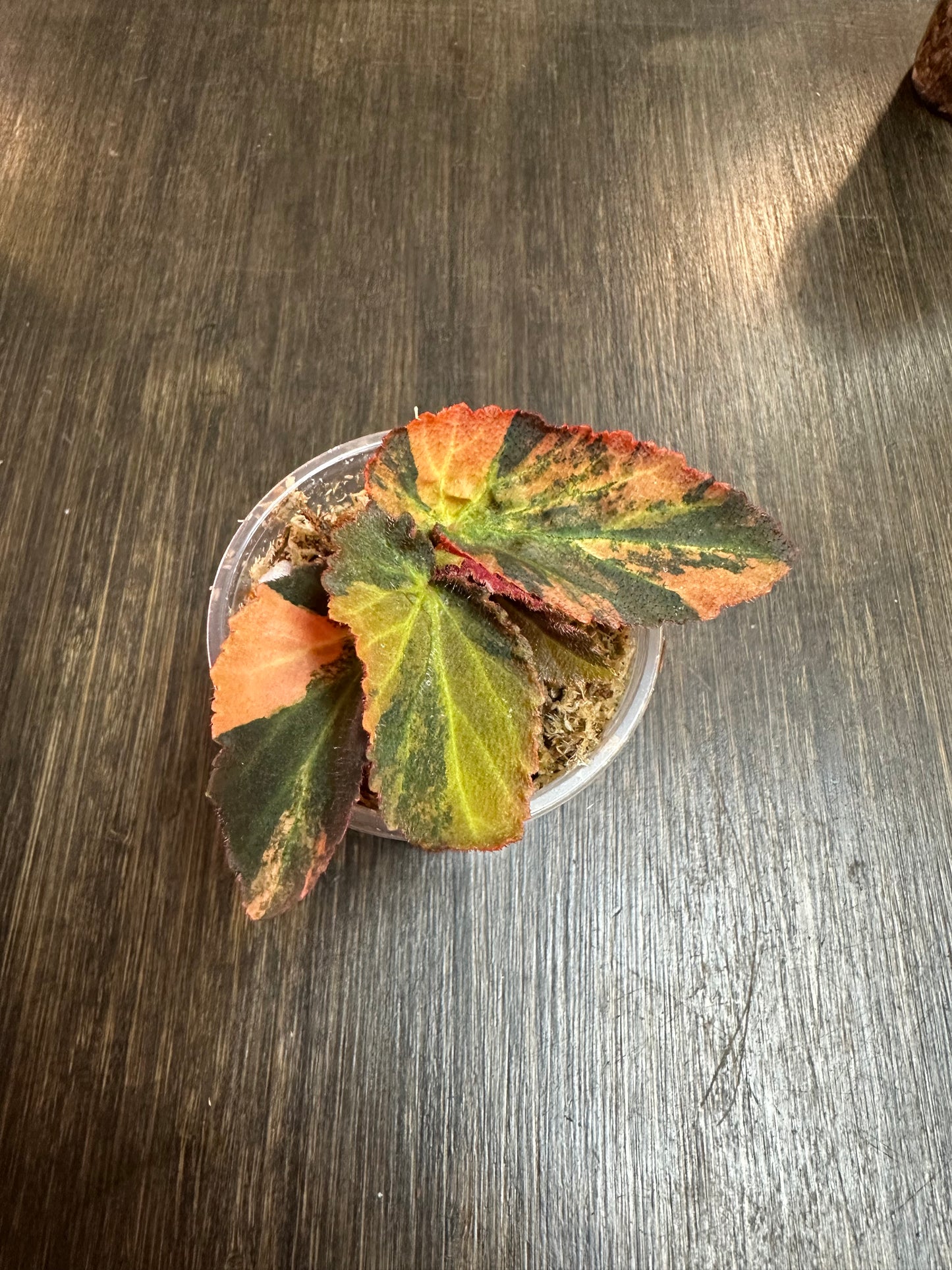 Variegated Begonia Withlacoochee