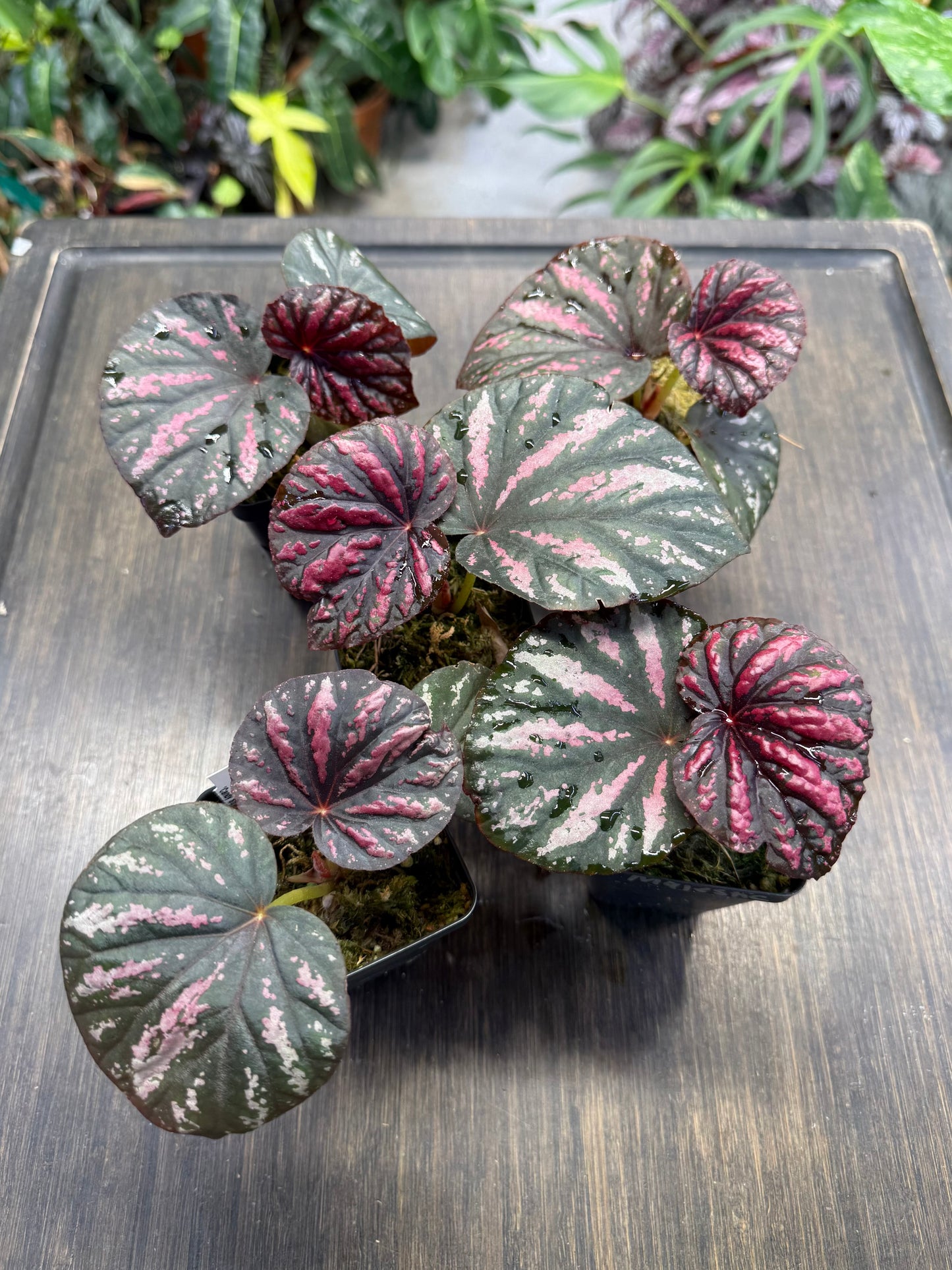 Begonia ‘Candy Stripes’
