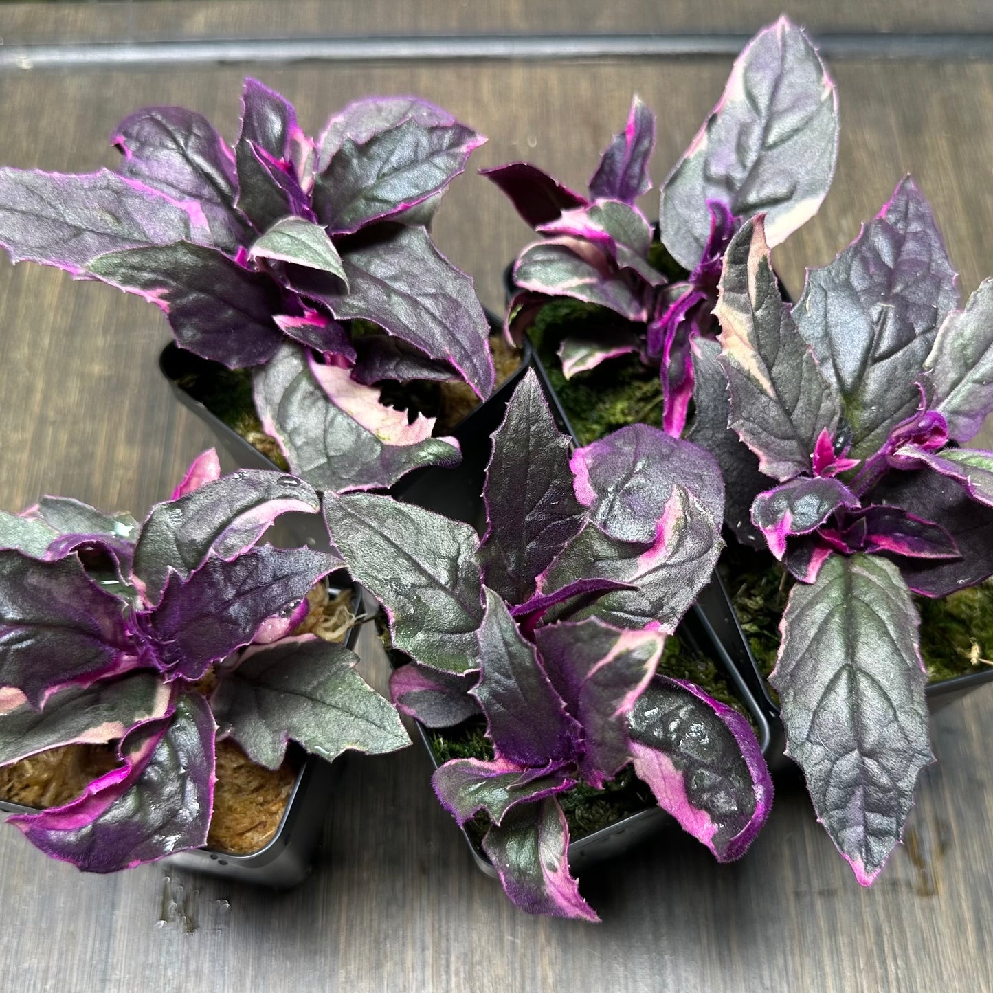 Variegated Purple Passion Plant | Gynura Aurantiaca