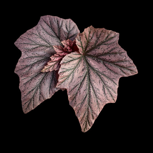 Begonia Pink Minx