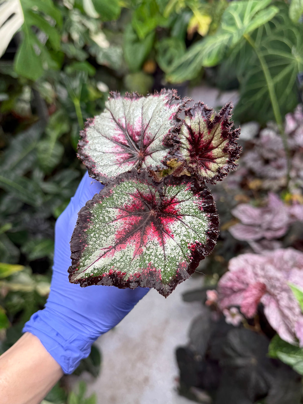 Begonia Harmony's Later Gator