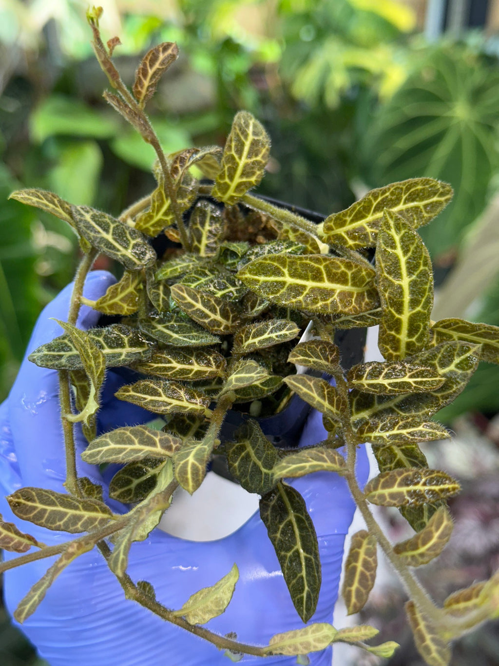 Solanum sp. Ecuador