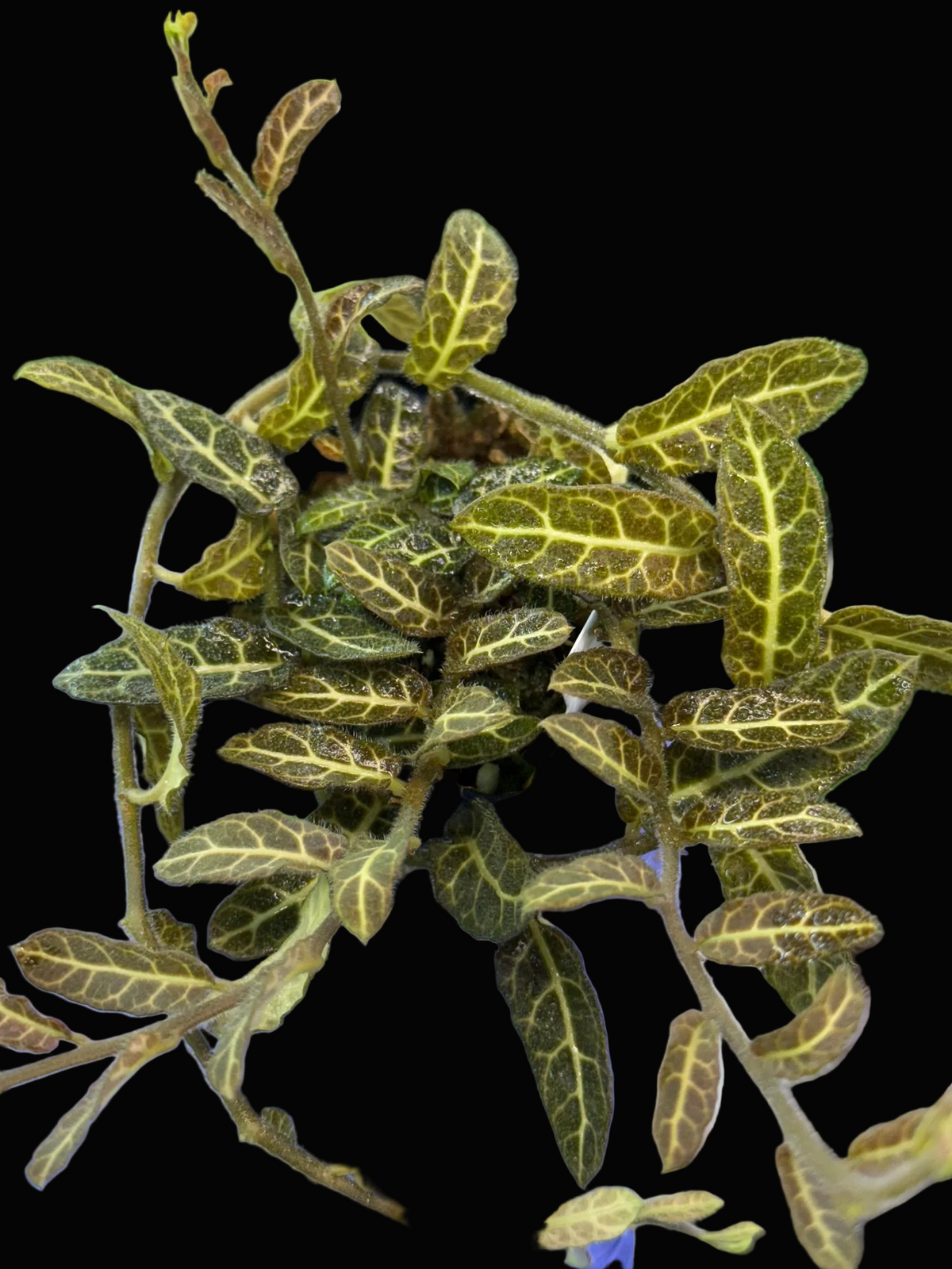 Solanum sp. Ecuador