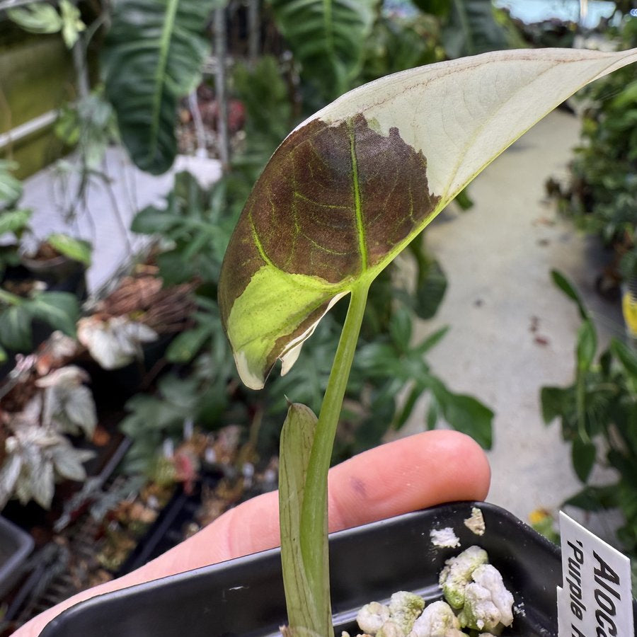 Alocasia 'Purple Haze' (Regal Shield Mint)