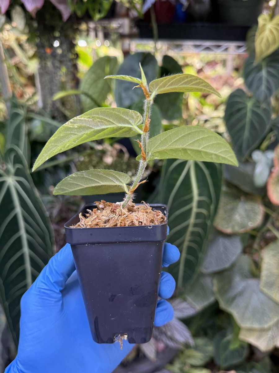 Ficus sagittata ‘Variegata’