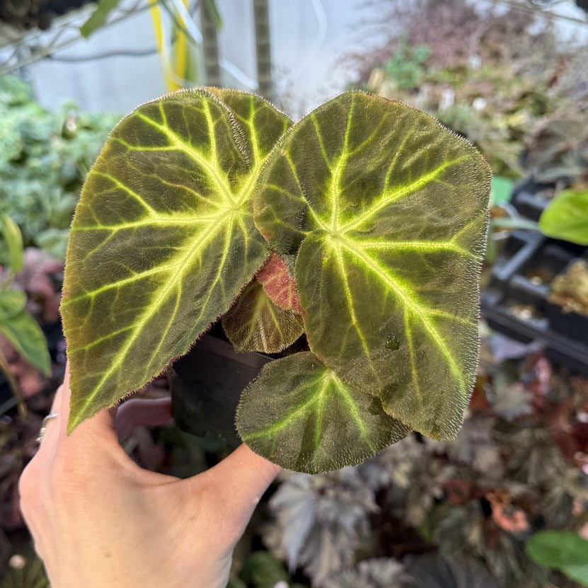 Begonia Caravan