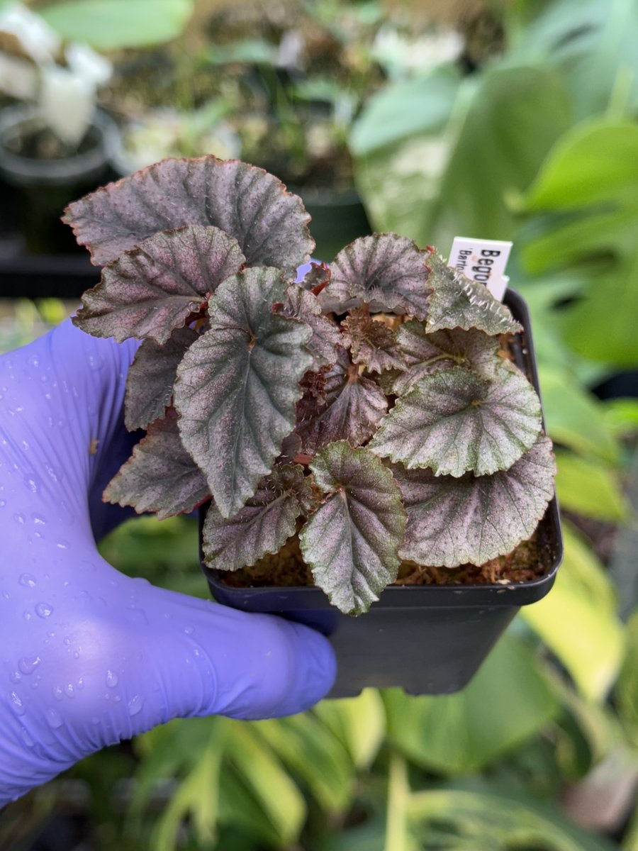 Begonia bartonea hort.