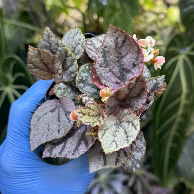 Begonia luzonensis
