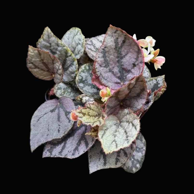 Begonia luzonensis