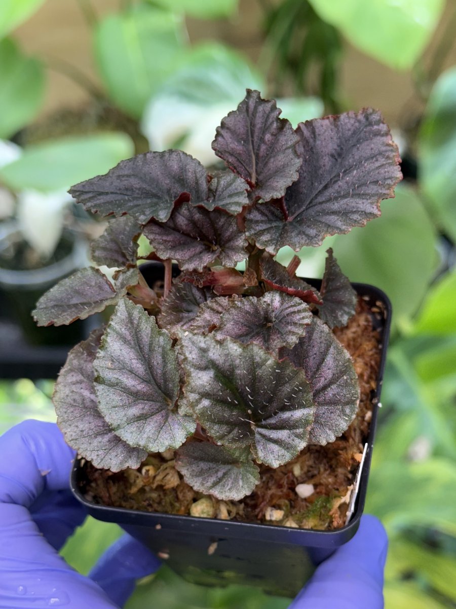 Begonia bartonea hort.
