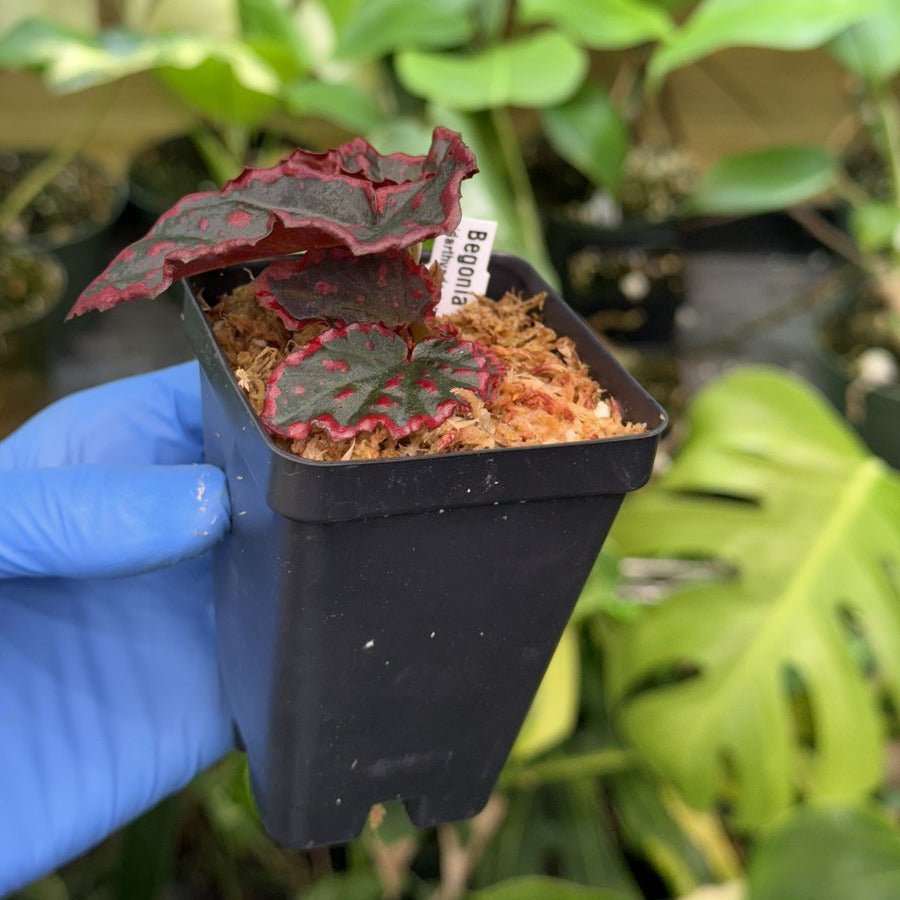 Begonia darthvaderiana x negrosensis