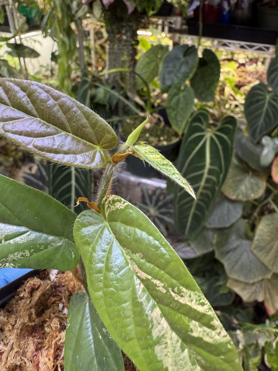 Ficus sagittata ‘Variegata’