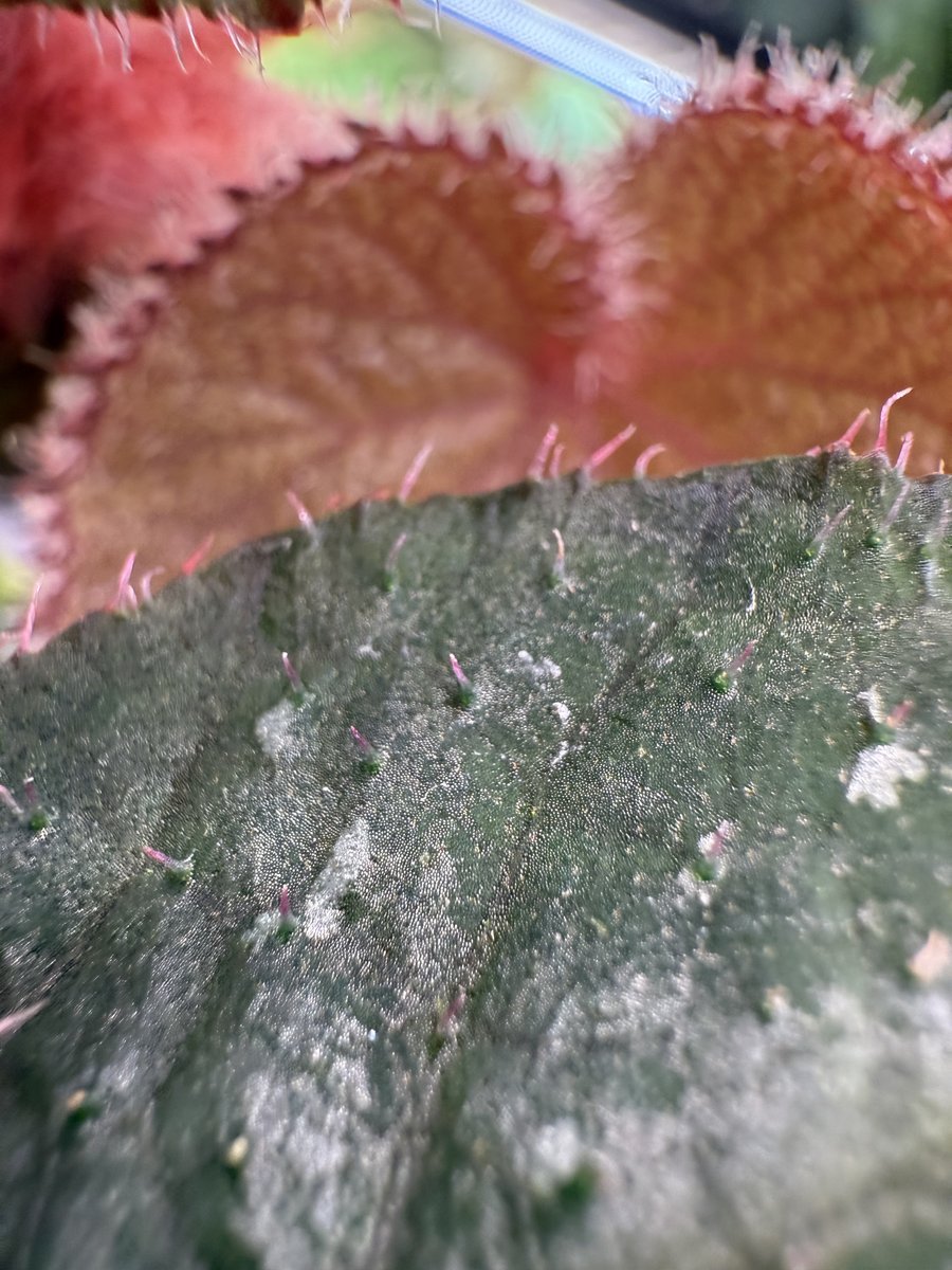 Begonia U521