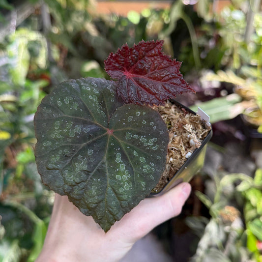 Begonia Taconite