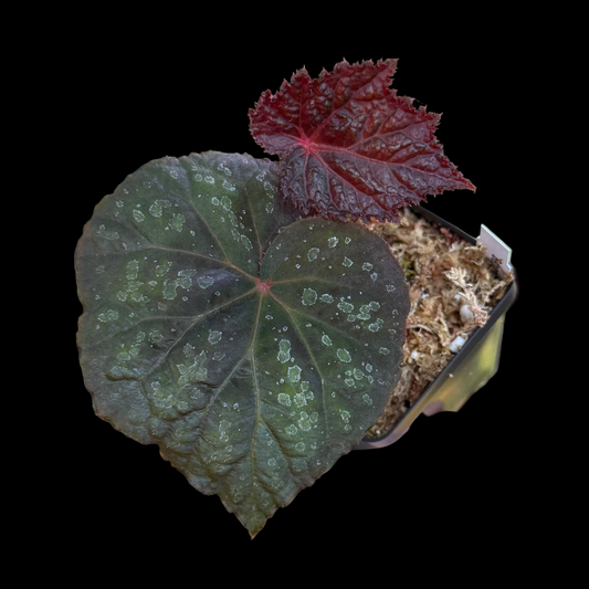 Begonia Taconite