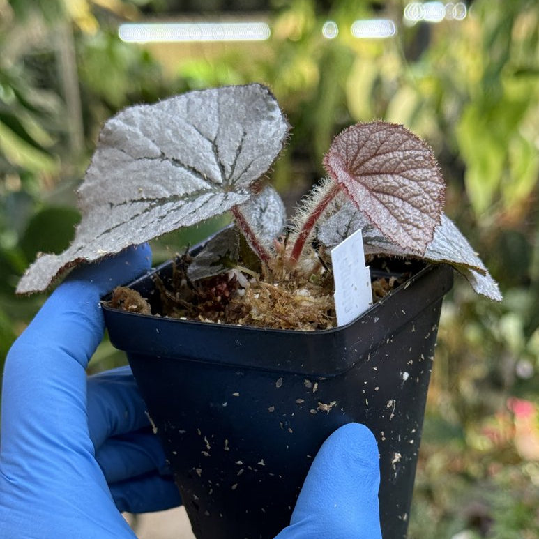 Begonia Rice Paper