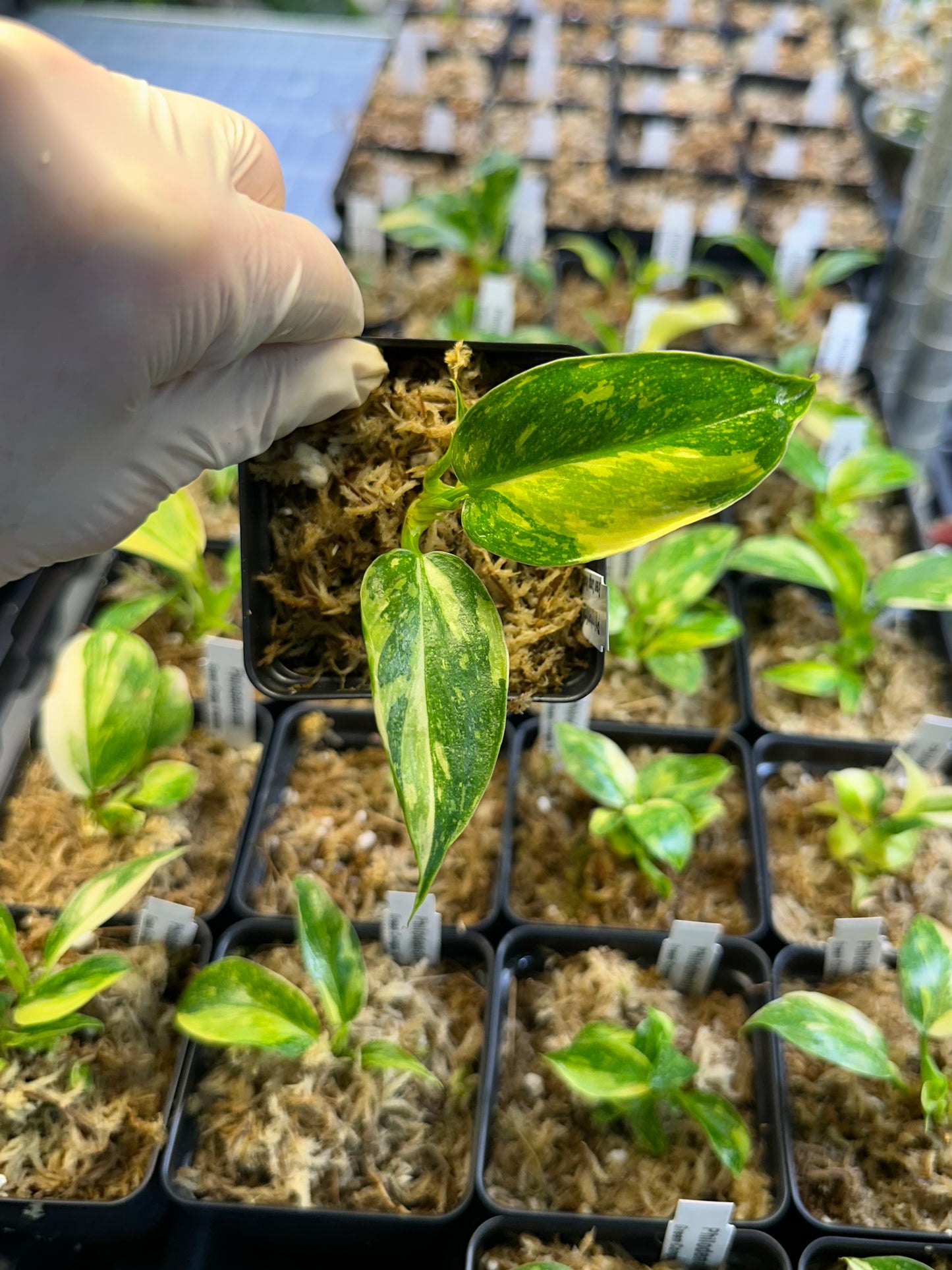 Philodendron 'Green Congo Nuclear Variegated'