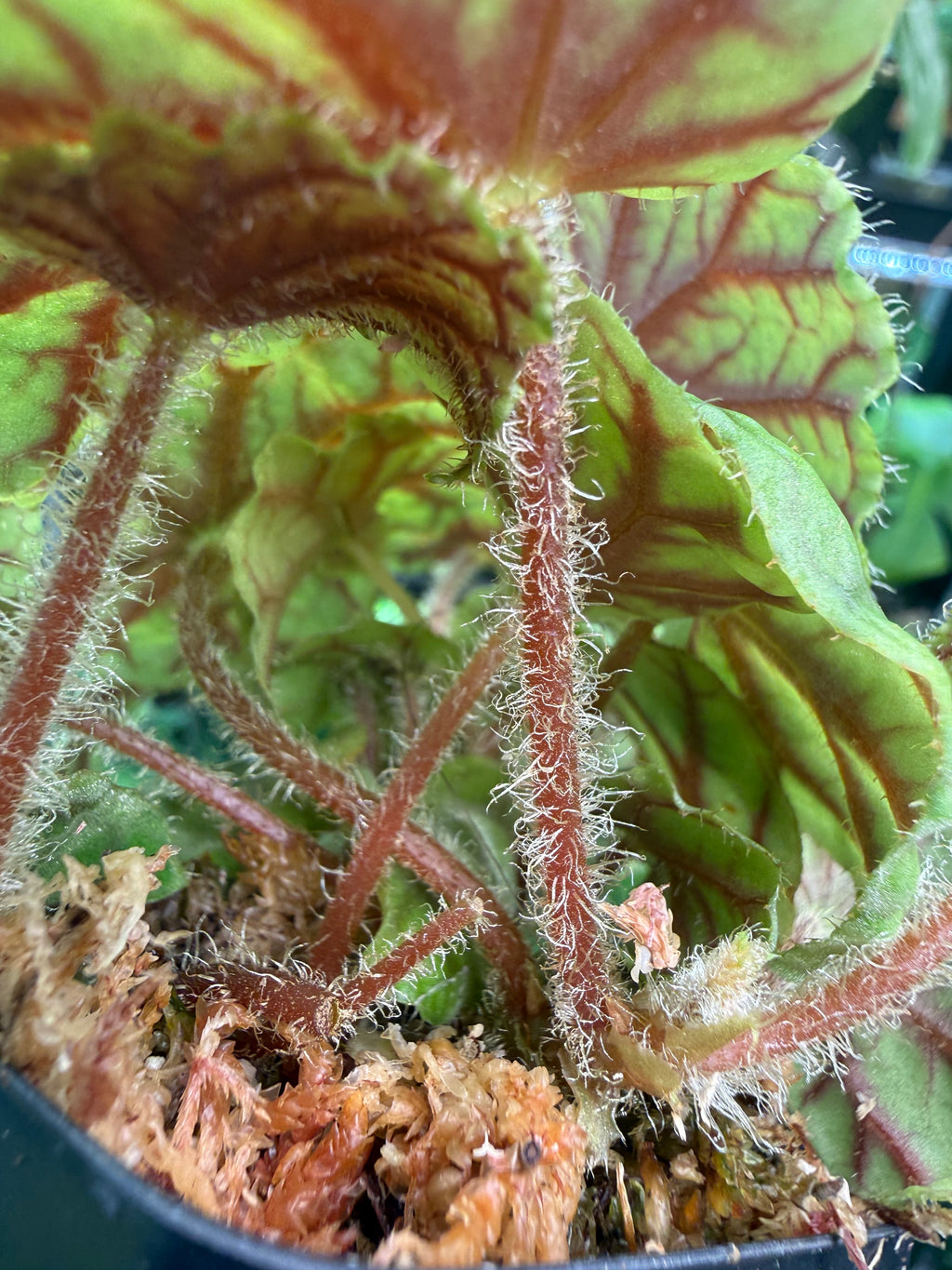 Begonia quadrialata ssp. nimbaensis