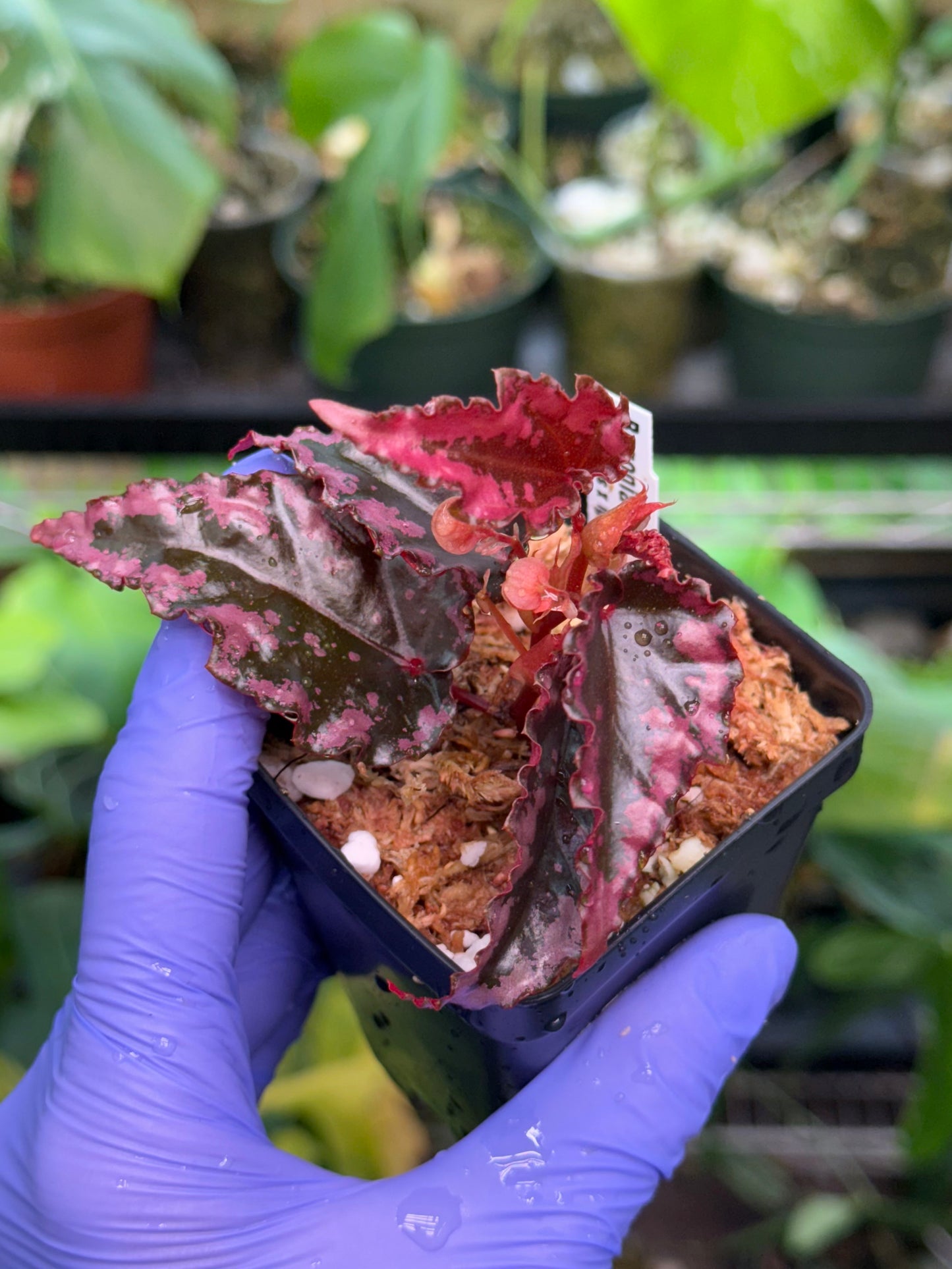 Begonia amphioxus x ignita