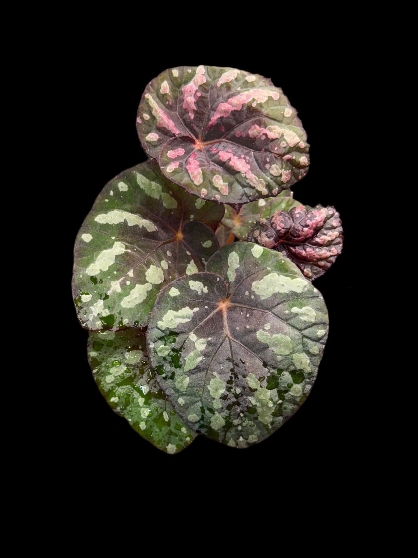 Begonia Steve's Leaves Bumble Bee