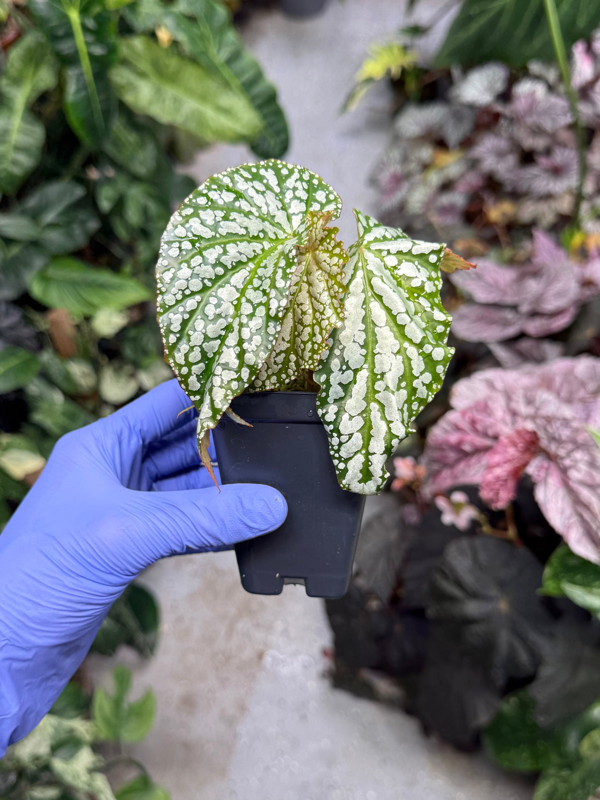 Begonia Snowfall