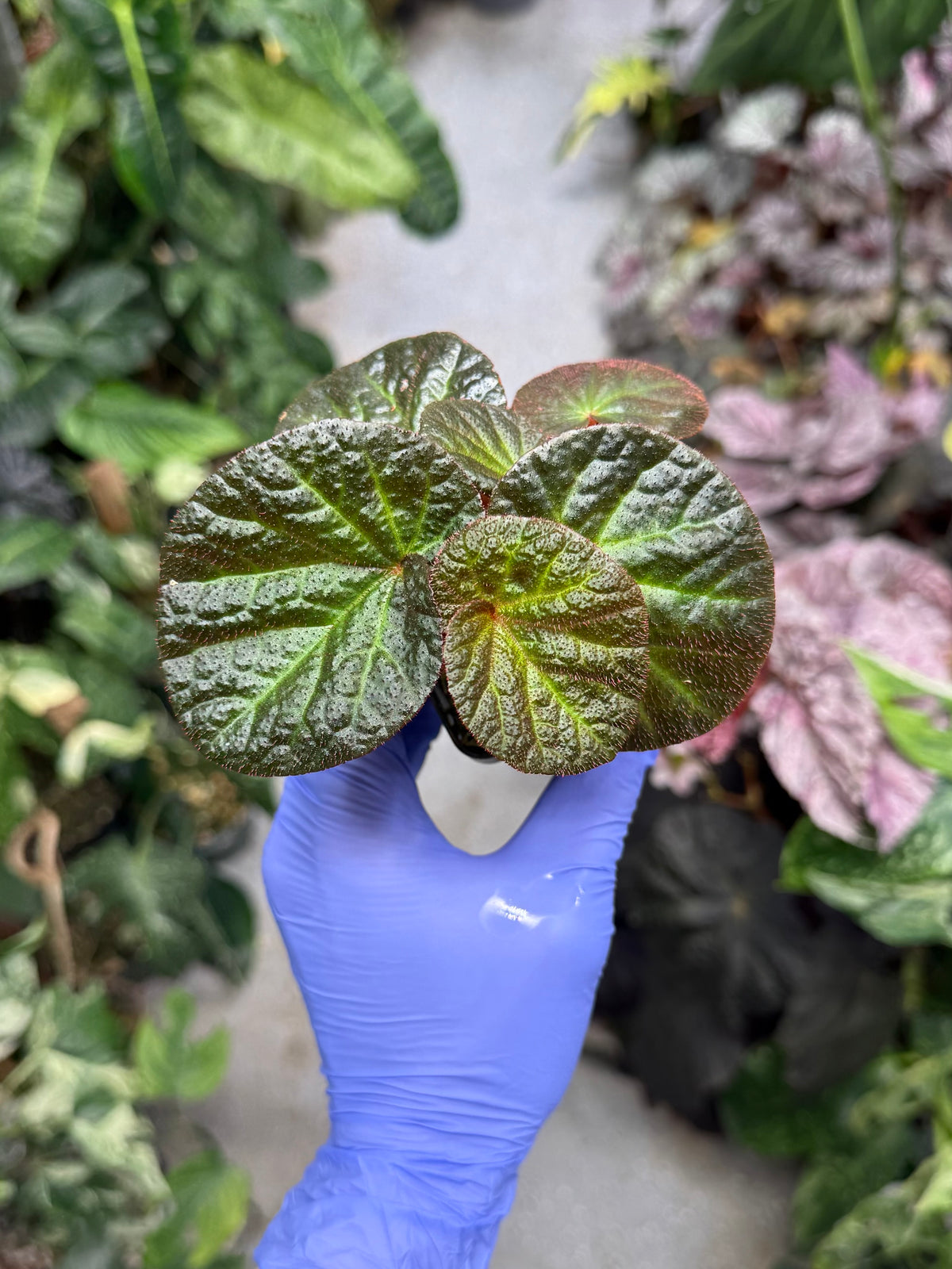 Begonia Manaus