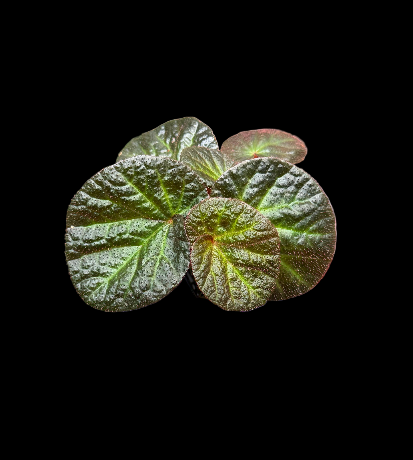 Begonia Manaus begonia plant in pot