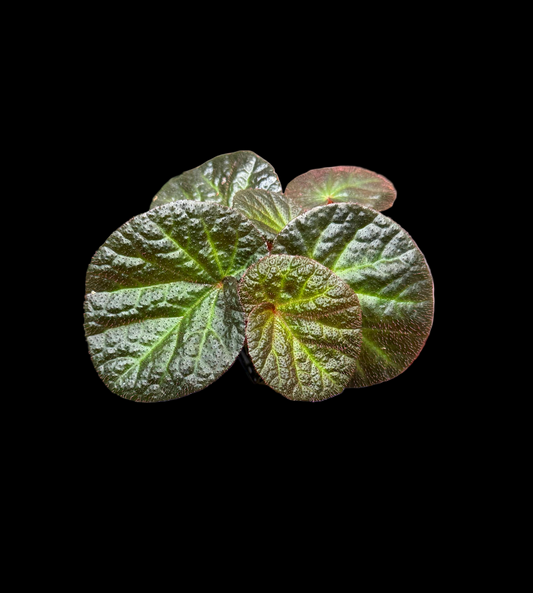 Begonia Manaus begonia plant in pot