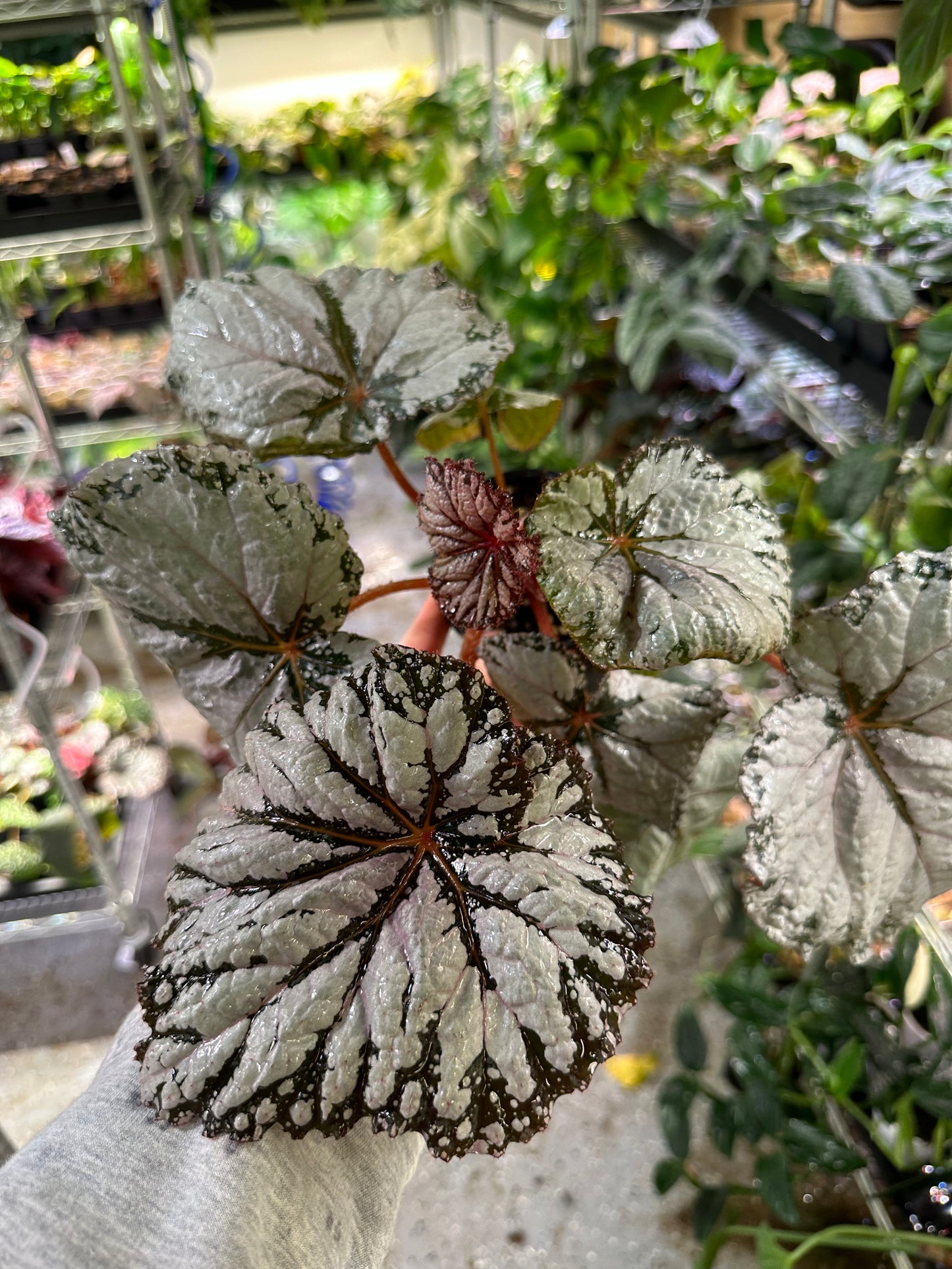 Begonia Judy Cook