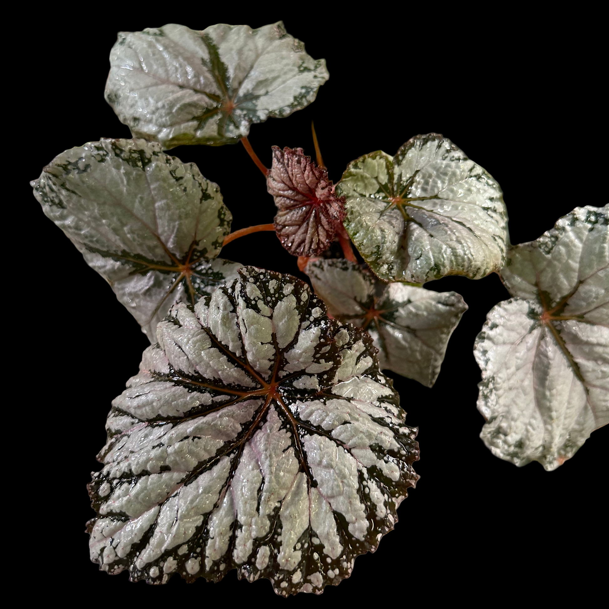 Begonia Judy Cook begonia plant in pot