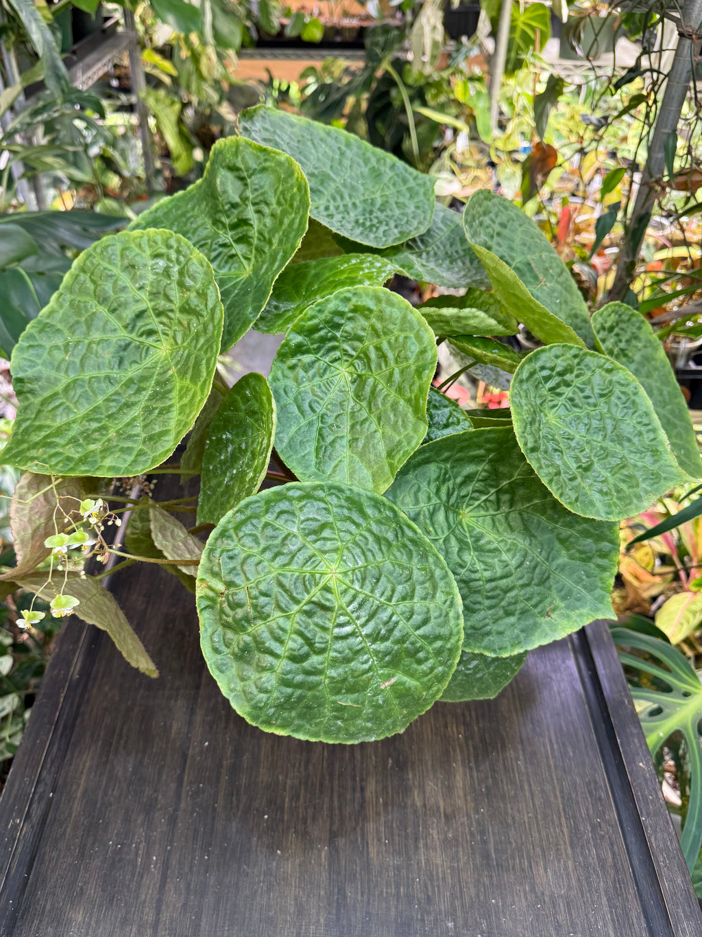 Begonia Natunaensis