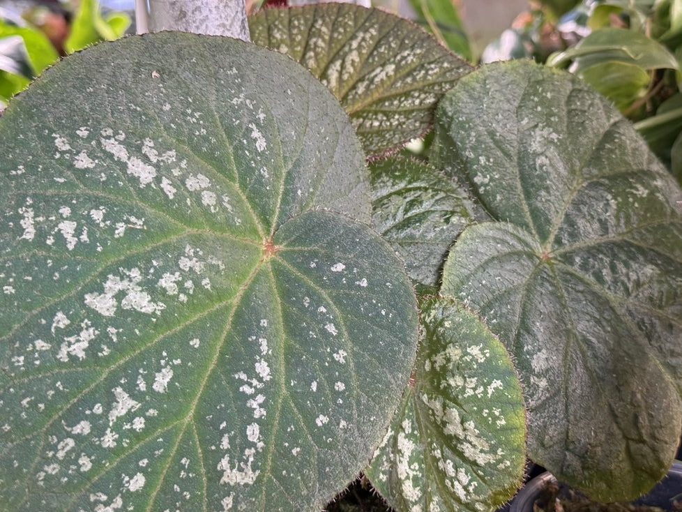 Begonia U521