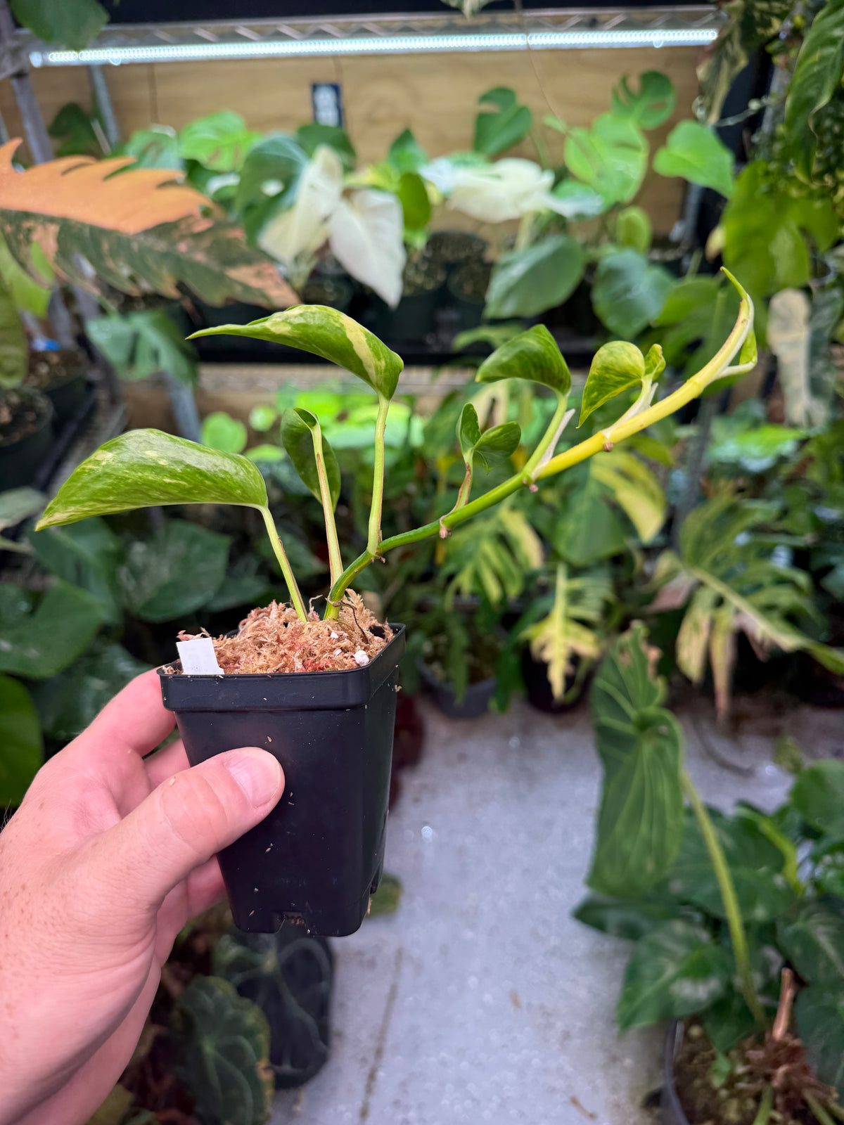 Epipremnum aureum Teruno 'Gold Jack' #29