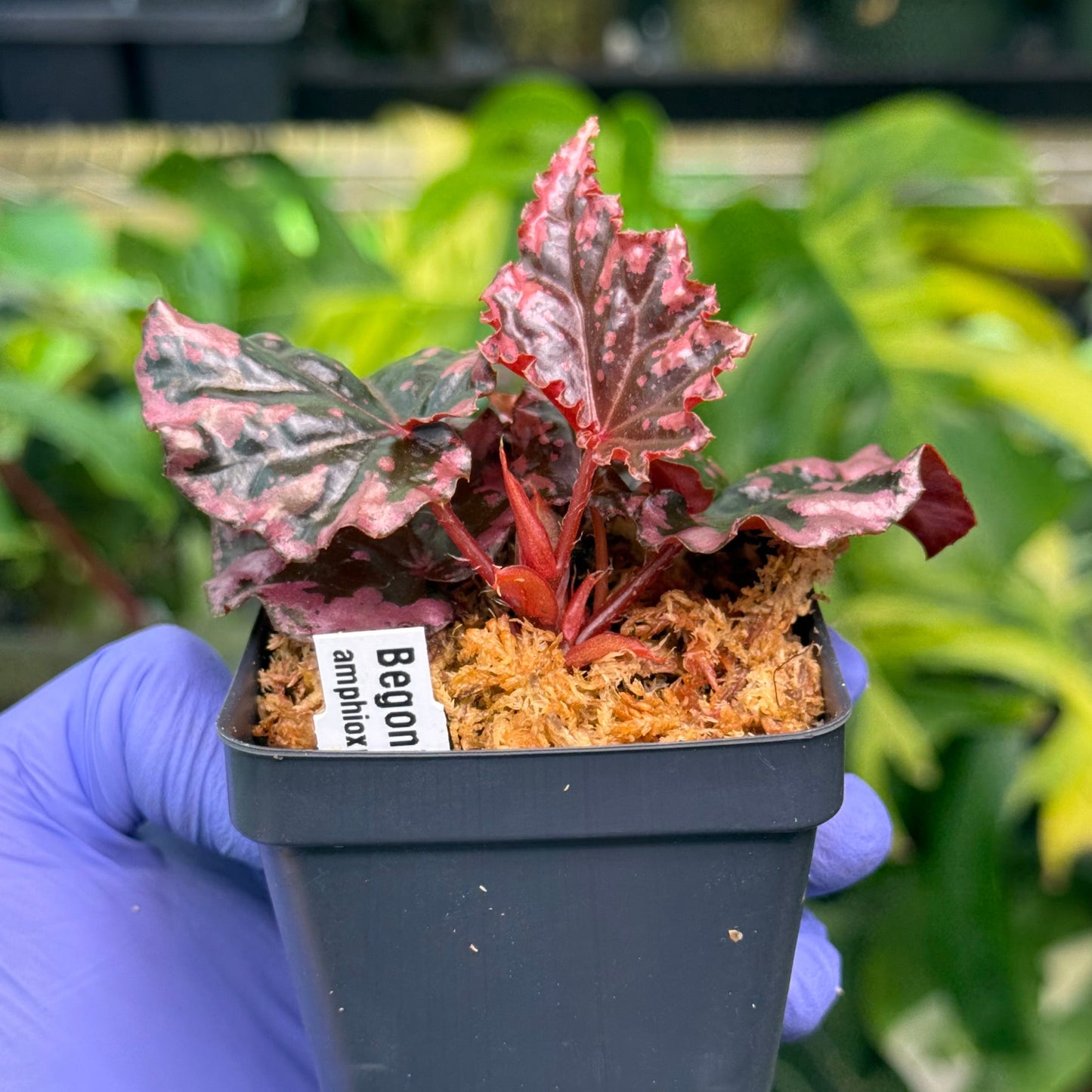 Begonia amphioxus x ignita