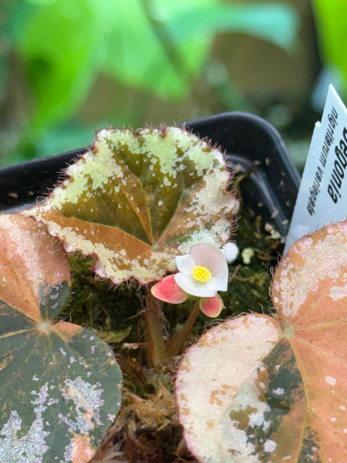 Begonia nigritarum variegata