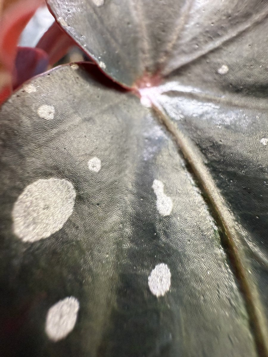 Begonia Black Forest