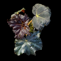Close-up of three leaves with a black background