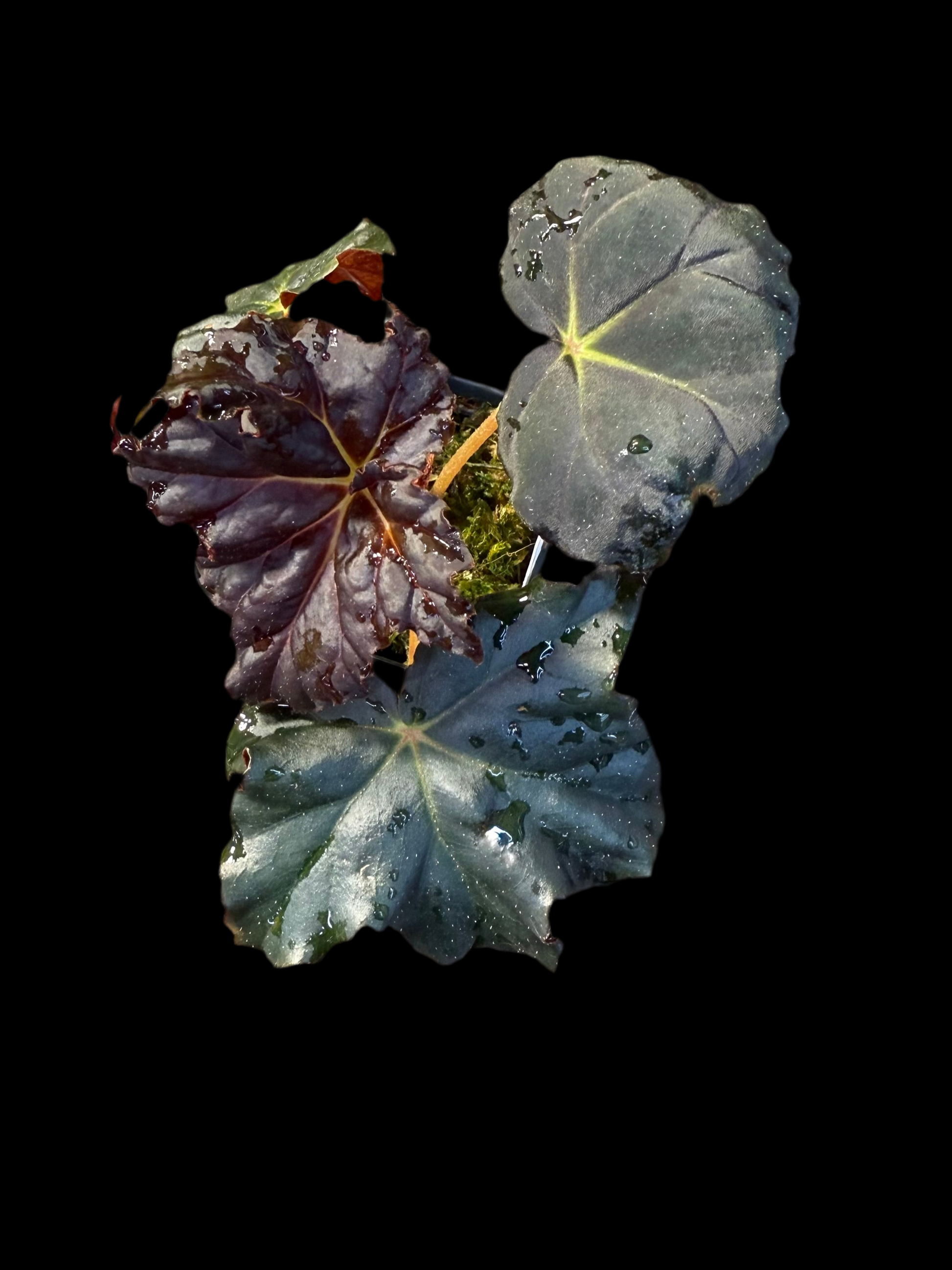 Close-up of three leaves with a black background
