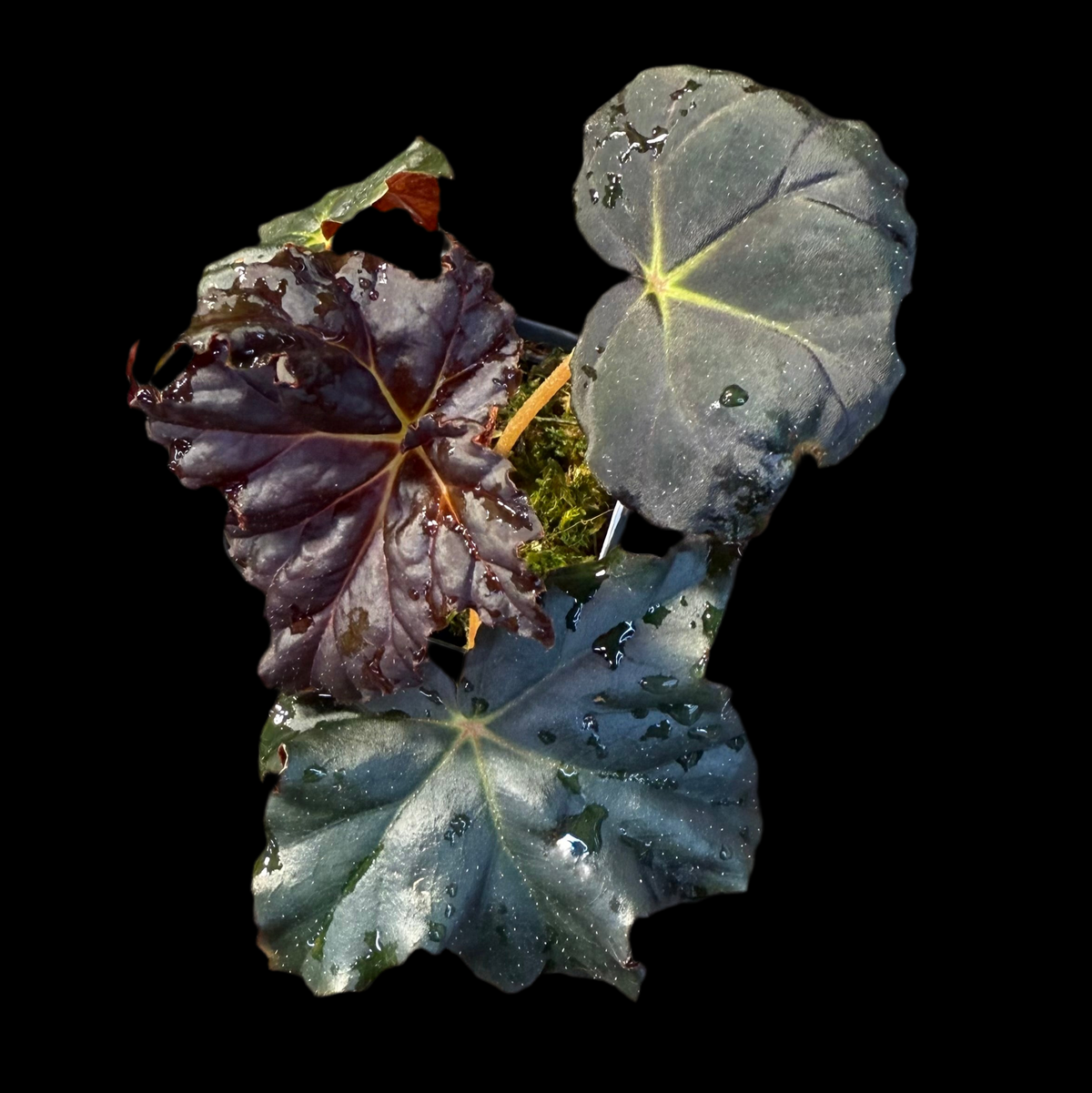 Close-up of three leaves with a black background