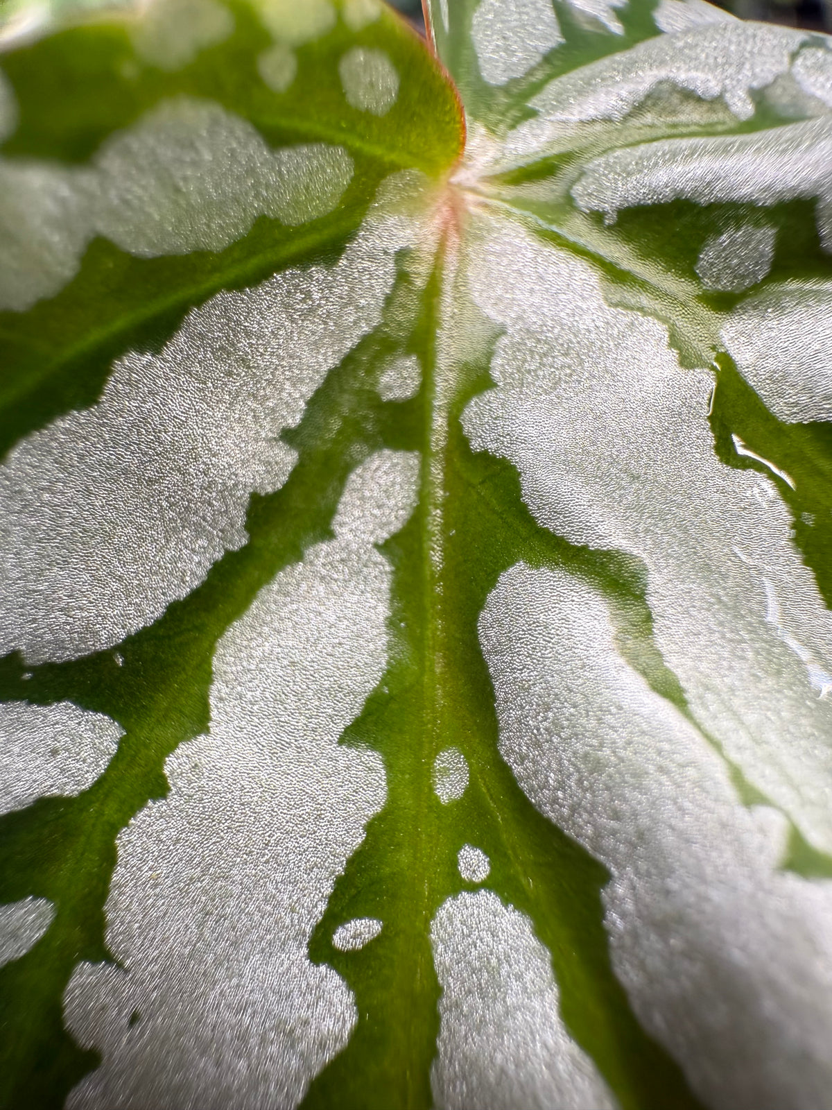 Begonia Snowfall