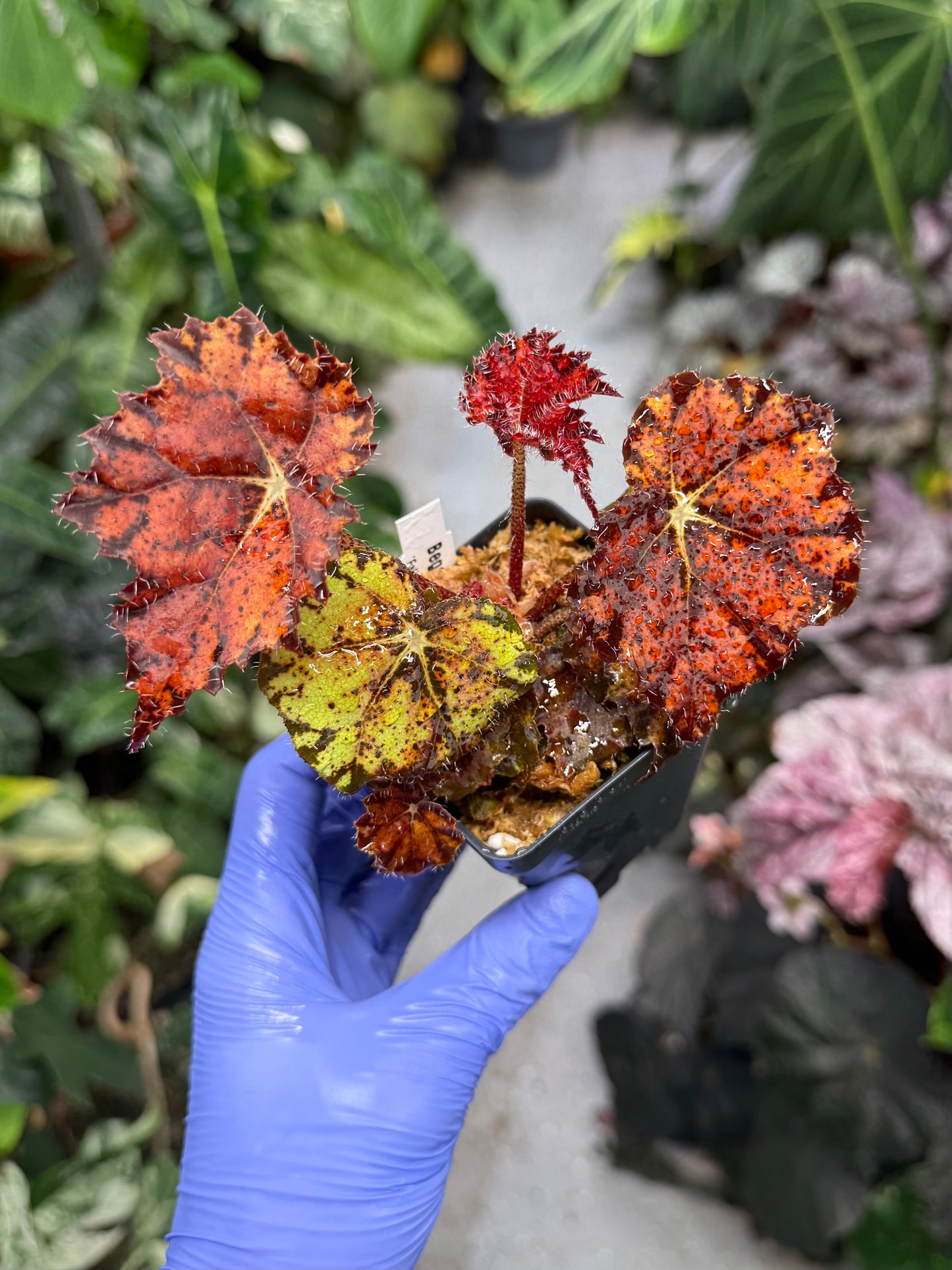 Begonia Fall Fashion