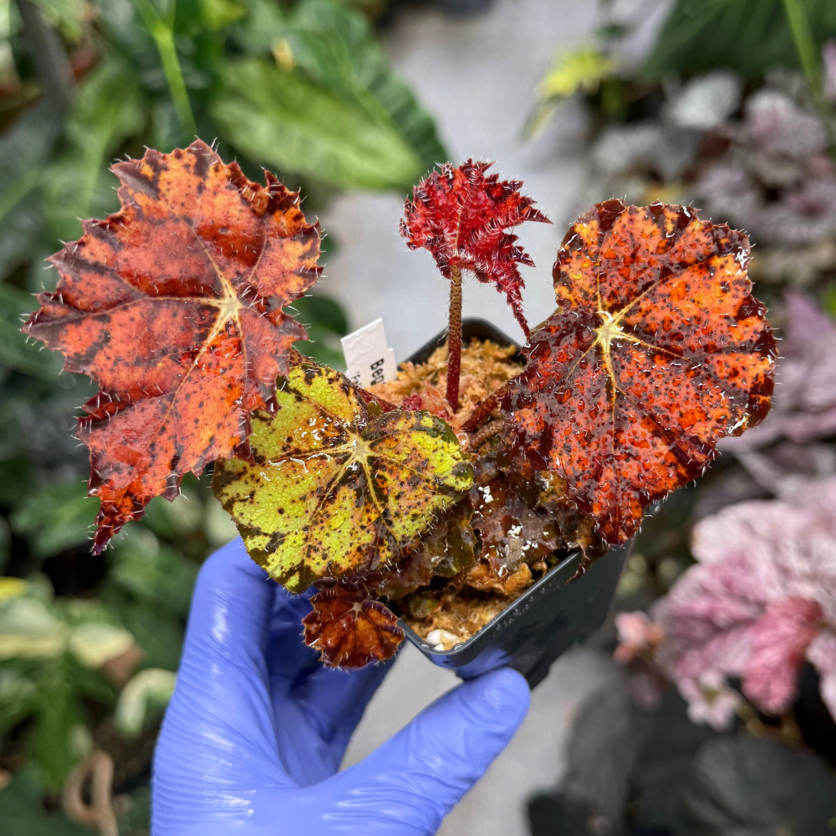 Begonia Fall Fashion