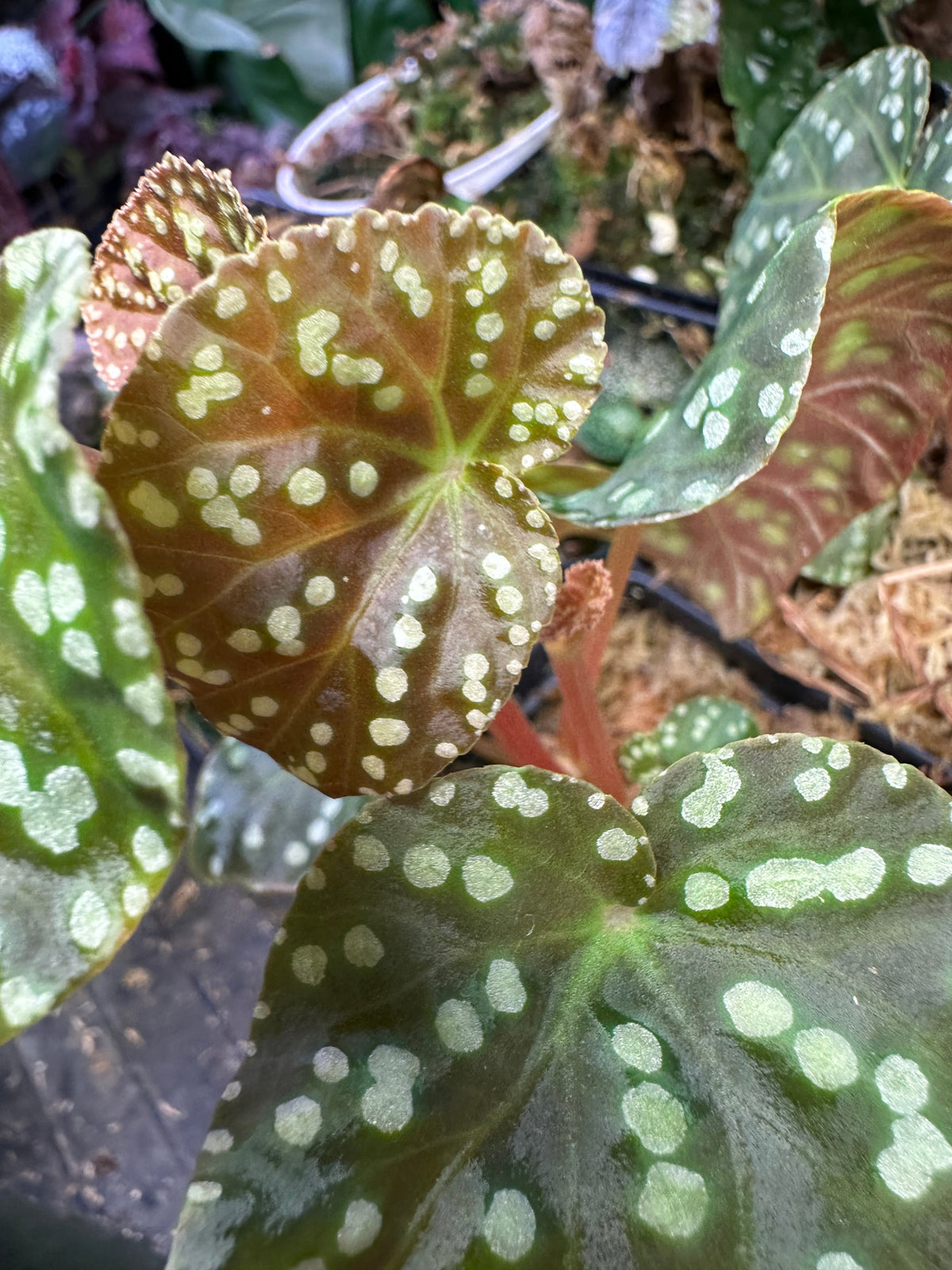 Begonia U641