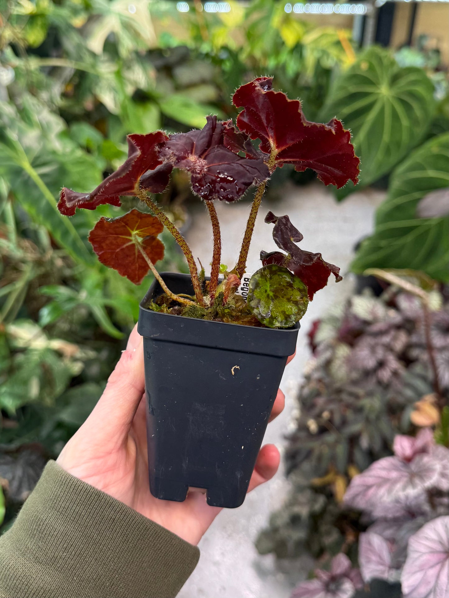 Begonia Angel Glow