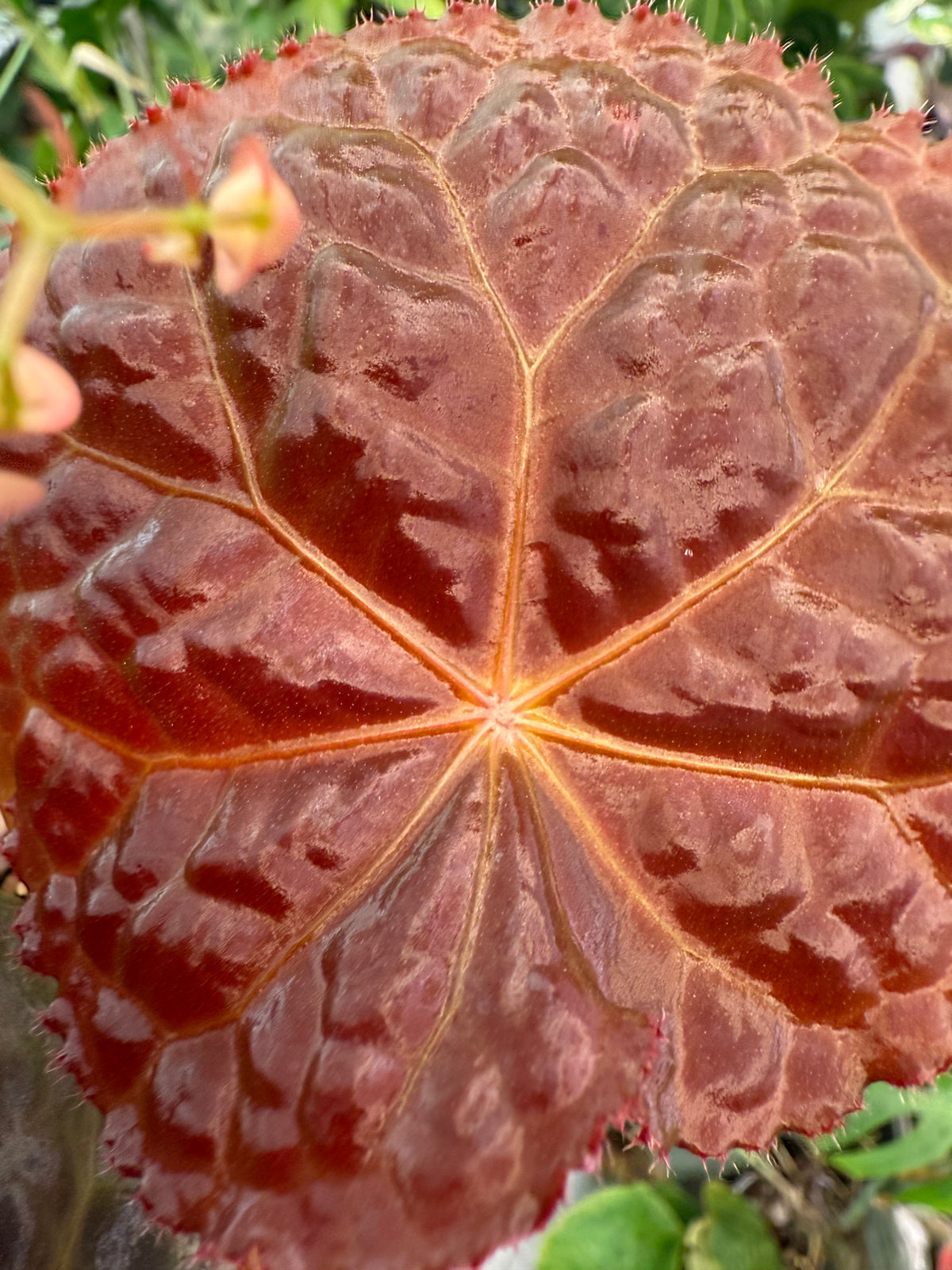 Begonia Mumtaz