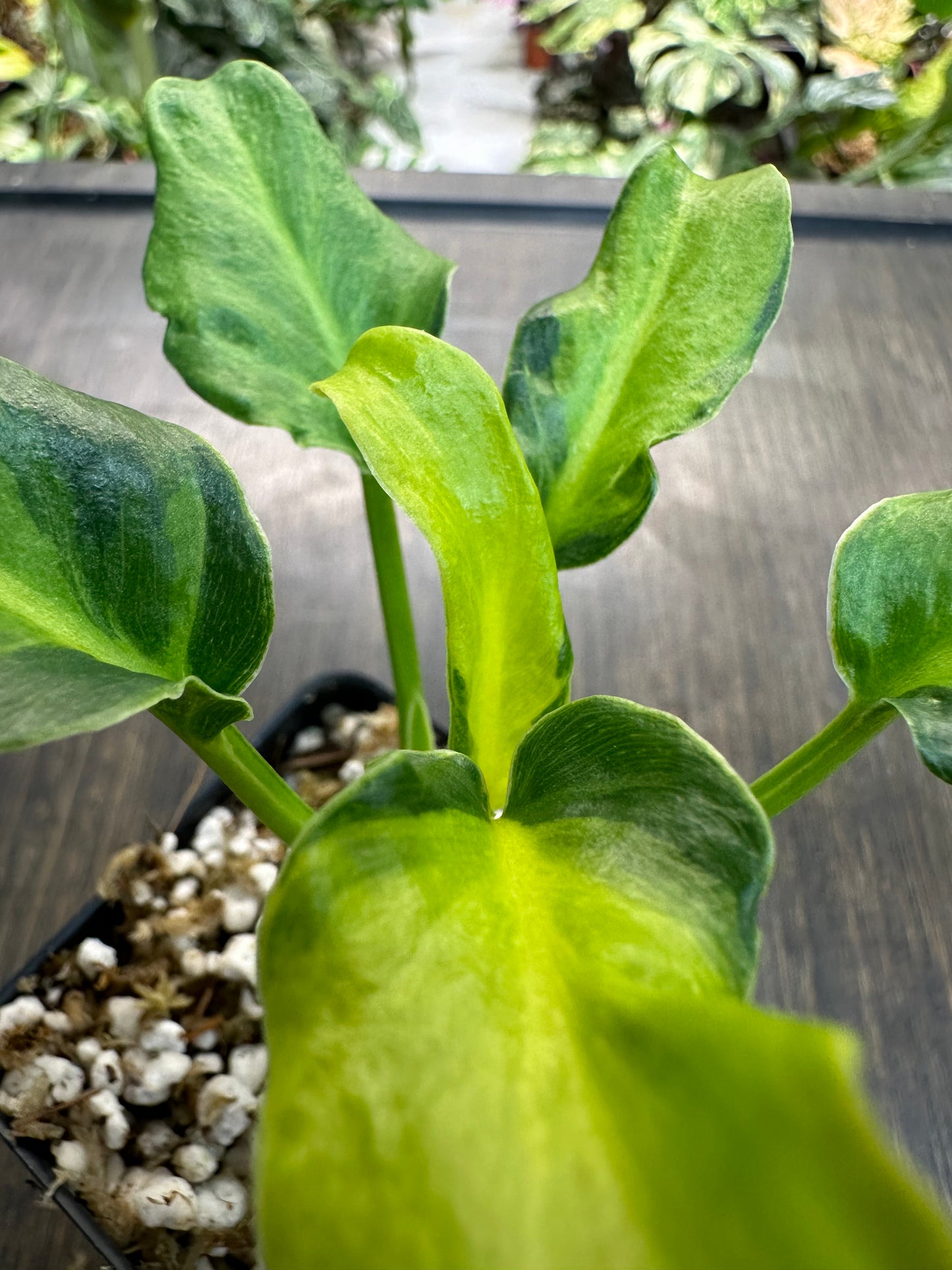 Philodendron xanadu variegata